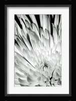 Dramatic Mum II Fine Art Print