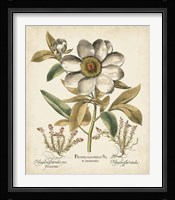 Ivory Peonies I Fine Art Print