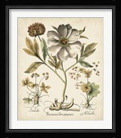 Ivory Peonies II Fine Art Print