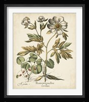 Ivory Peonies III Fine Art Print