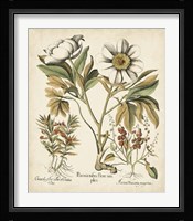 Ivory Peonies IV Fine Art Print