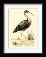 Water Birds I Fine Art Print