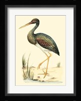 Water Birds II Fine Art Print