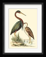 Water Birds III Fine Art Print