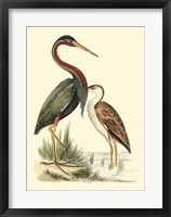 Water Birds III Fine Art Print