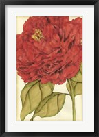 Ruby Blooms II Fine Art Print