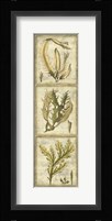 Exotic Seaweed Panel I Framed Print