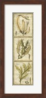 Exotic Seaweed Panel I Fine Art Print