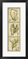 Exotic Seaweed Panel I Fine Art Print