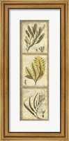 Exotic Seaweed Panel II Fine Art Print