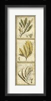 Exotic Seaweed Panel II Framed Print
