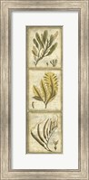 Exotic Seaweed Panel II Fine Art Print
