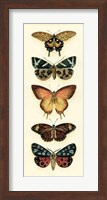 Butterfly Collector V Fine Art Print