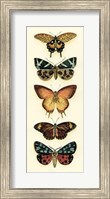 Butterfly Collector V Fine Art Print