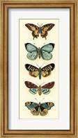 Butterfly Collector VI Fine Art Print