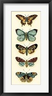 Butterfly Collector VI Fine Art Print