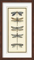 Dragonfly Collector I Fine Art Print