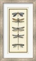 Dragonfly Collector I Fine Art Print