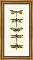 Dragonfly Collector II Fine Art Print