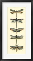 Dragonfly Collector II Fine Art Print
