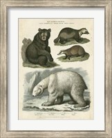 Brown Bear & Polar Bear Fine Art Print