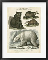 Brown Bear & Polar Bear Fine Art Print