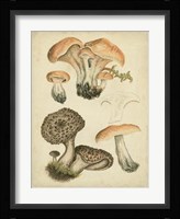 Antique Mushrooms I Fine Art Print
