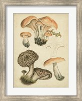 Antique Mushrooms I Fine Art Print