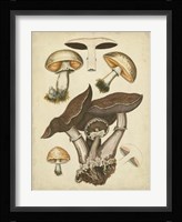 Antique Mushrooms II Fine Art Print