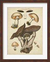 Antique Mushrooms II Fine Art Print