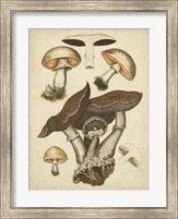 Antique Mushrooms II Fine Art Print