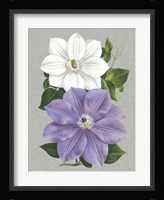 Clematis Blooms I Fine Art Print