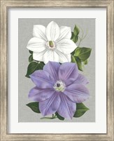 Clematis Blooms I Fine Art Print