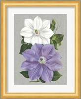 Clematis Blooms I Fine Art Print