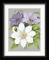Clematis Blooms II Fine Art Print