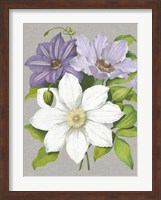 Clematis Blooms II Fine Art Print