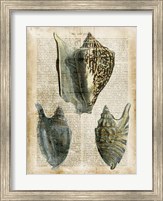Antiquarian Seashells I Fine Art Print