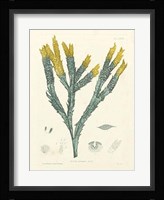 Luminous Seaweed I Fine Art Print