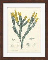 Luminous Seaweed I Fine Art Print