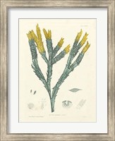Luminous Seaweed I Fine Art Print