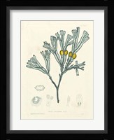 Luminous Seaweed II Fine Art Print