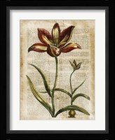 Antiquarian Tulips I Fine Art Print