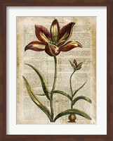 Antiquarian Tulips I Fine Art Print