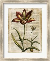 Antiquarian Tulips I Fine Art Print