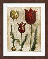 Antiquarian Tulips II Fine Art Print