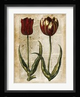 Antiquarian Tulips IV Fine Art Print