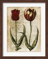 Antiquarian Tulips IV Fine Art Print