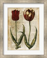 Antiquarian Tulips IV Fine Art Print