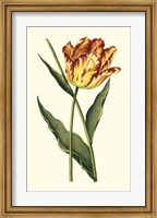 Vintage Tulips I Fine Art Print