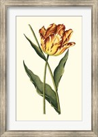 Vintage Tulips I Fine Art Print